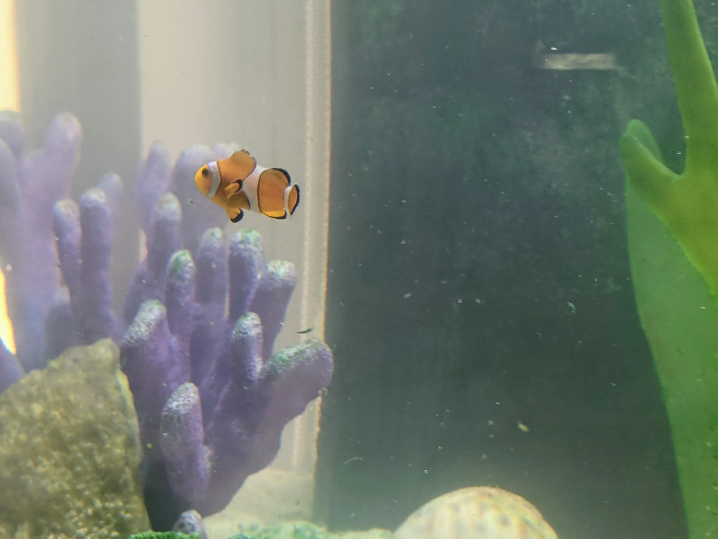 Capital City Aquatics Tallahassee's Aquarium Services