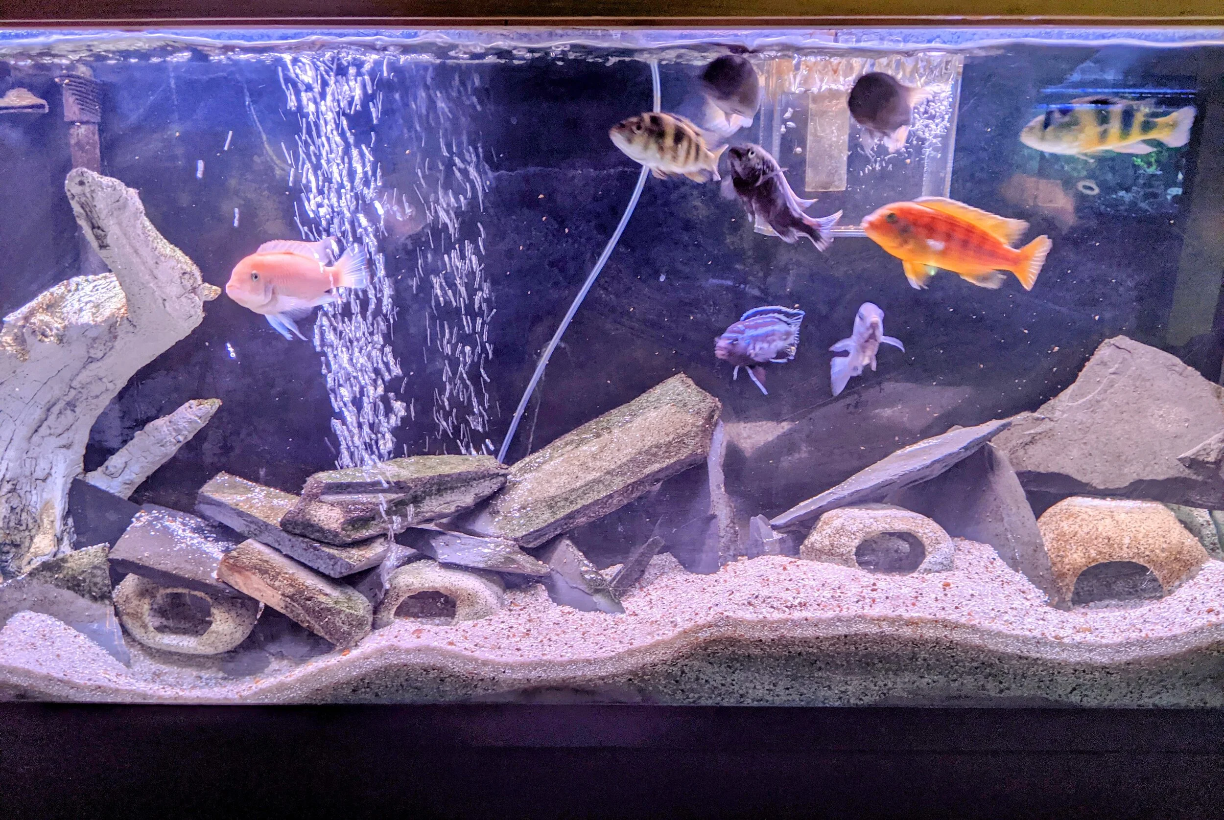 Capital City Aquatics Tallahassee's Aquarium Services