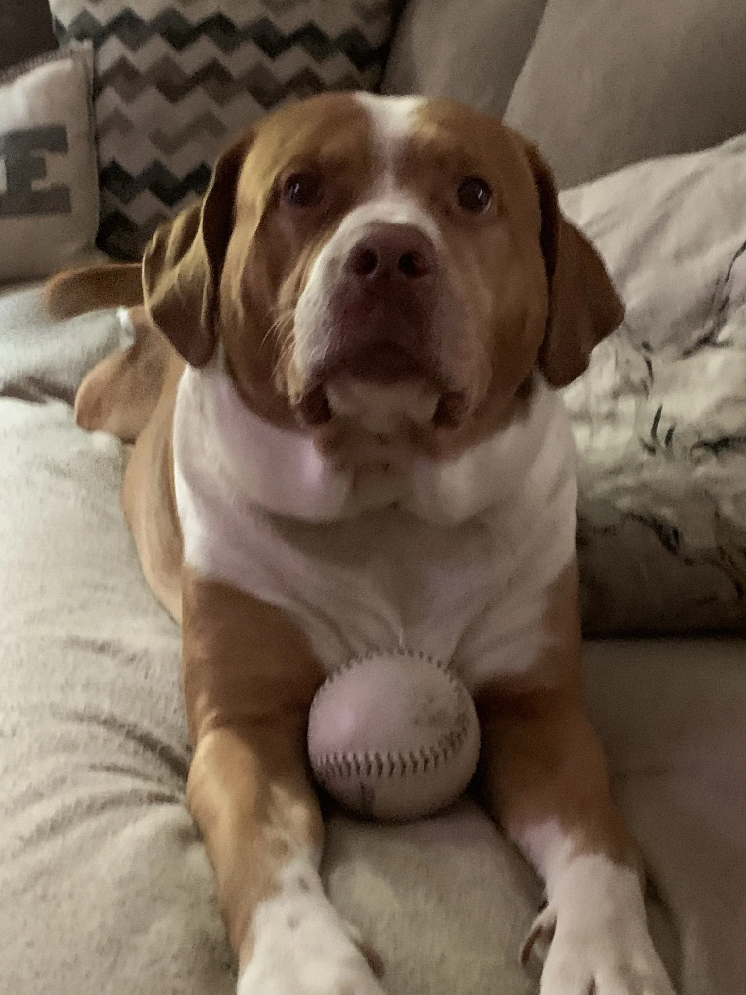 Respher Buffalo and Beyond At-Home Pet Euthanasia