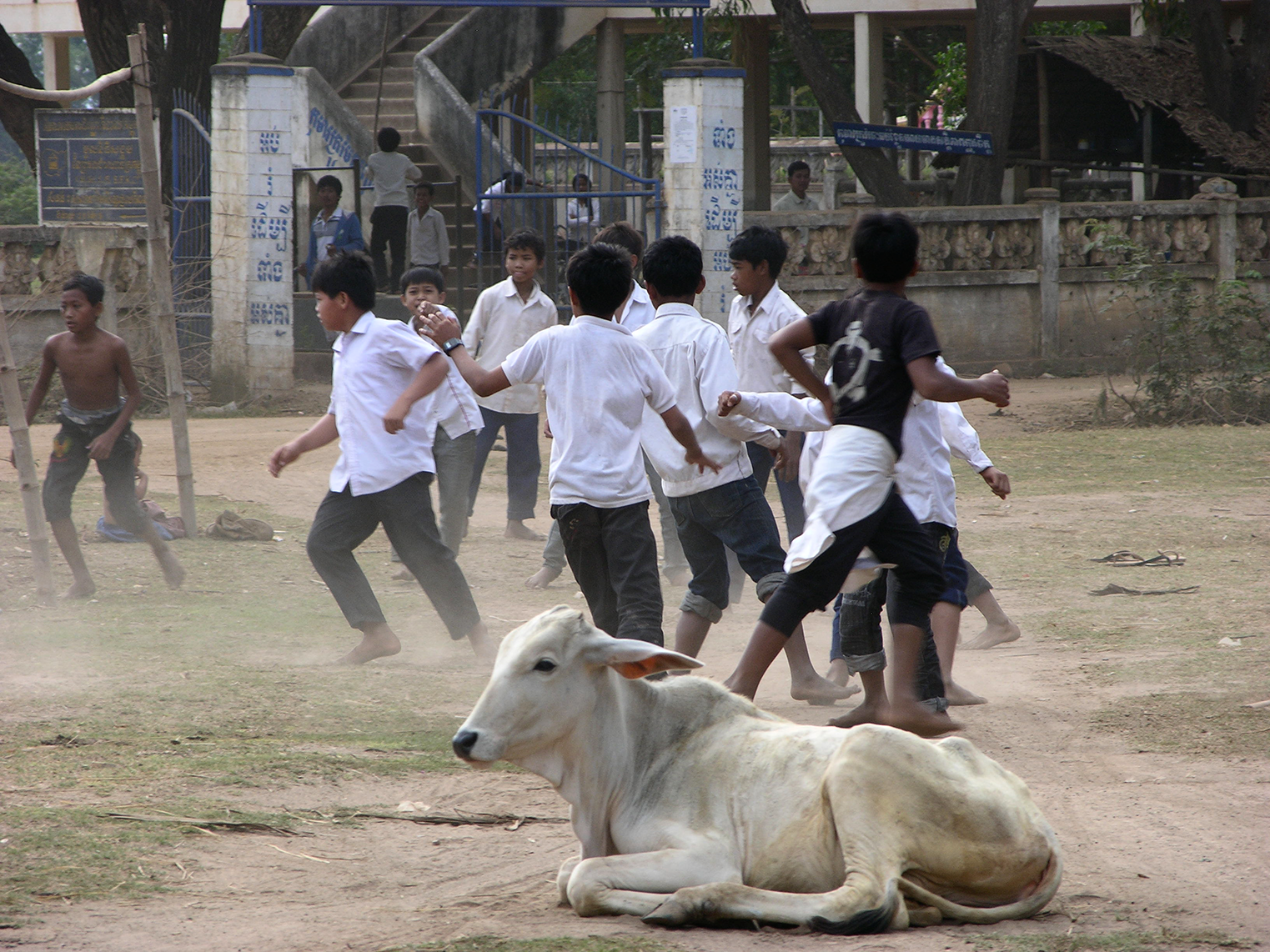 Football with a cow/On the road/Cambodia//