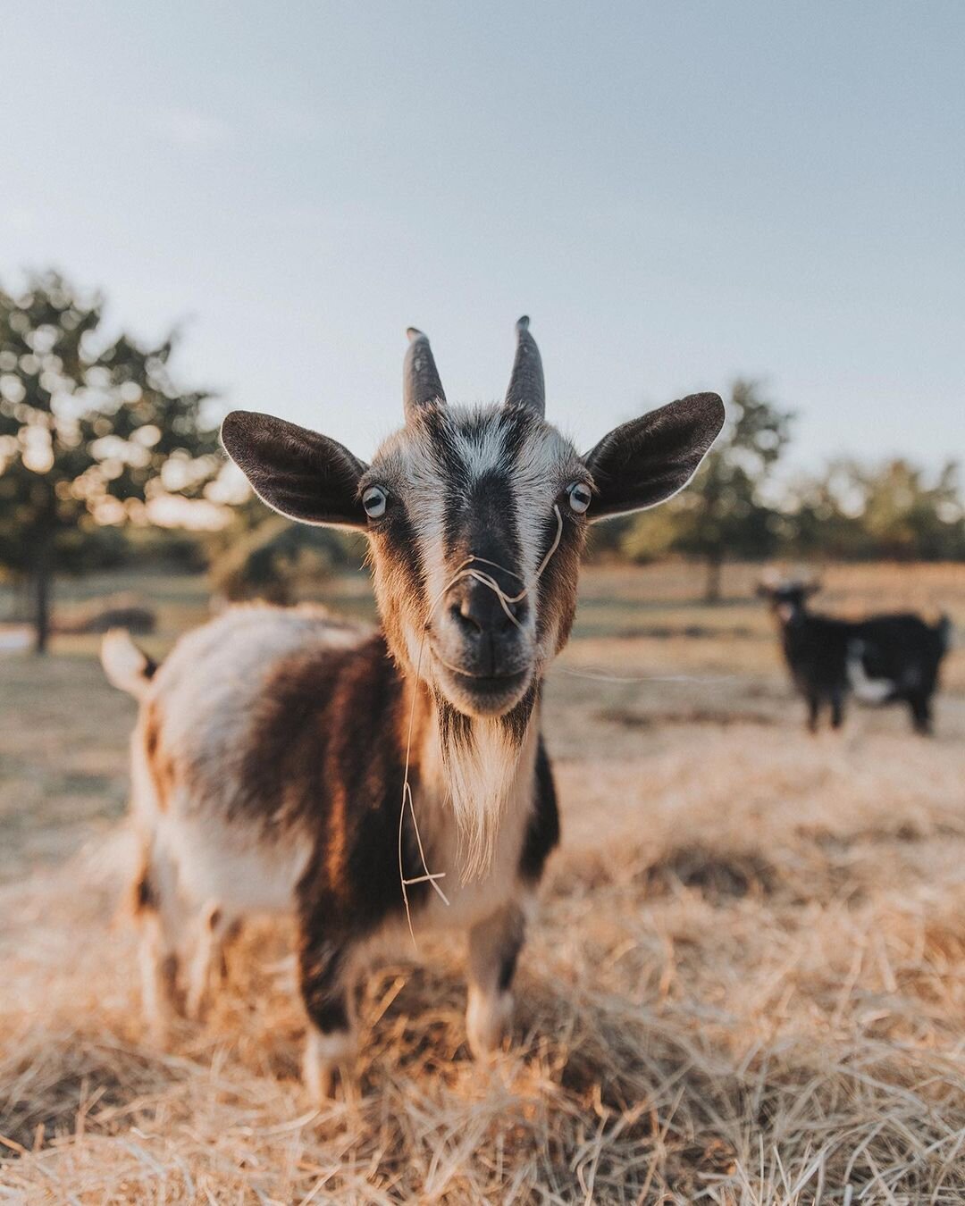 sfish goat 2.jpg