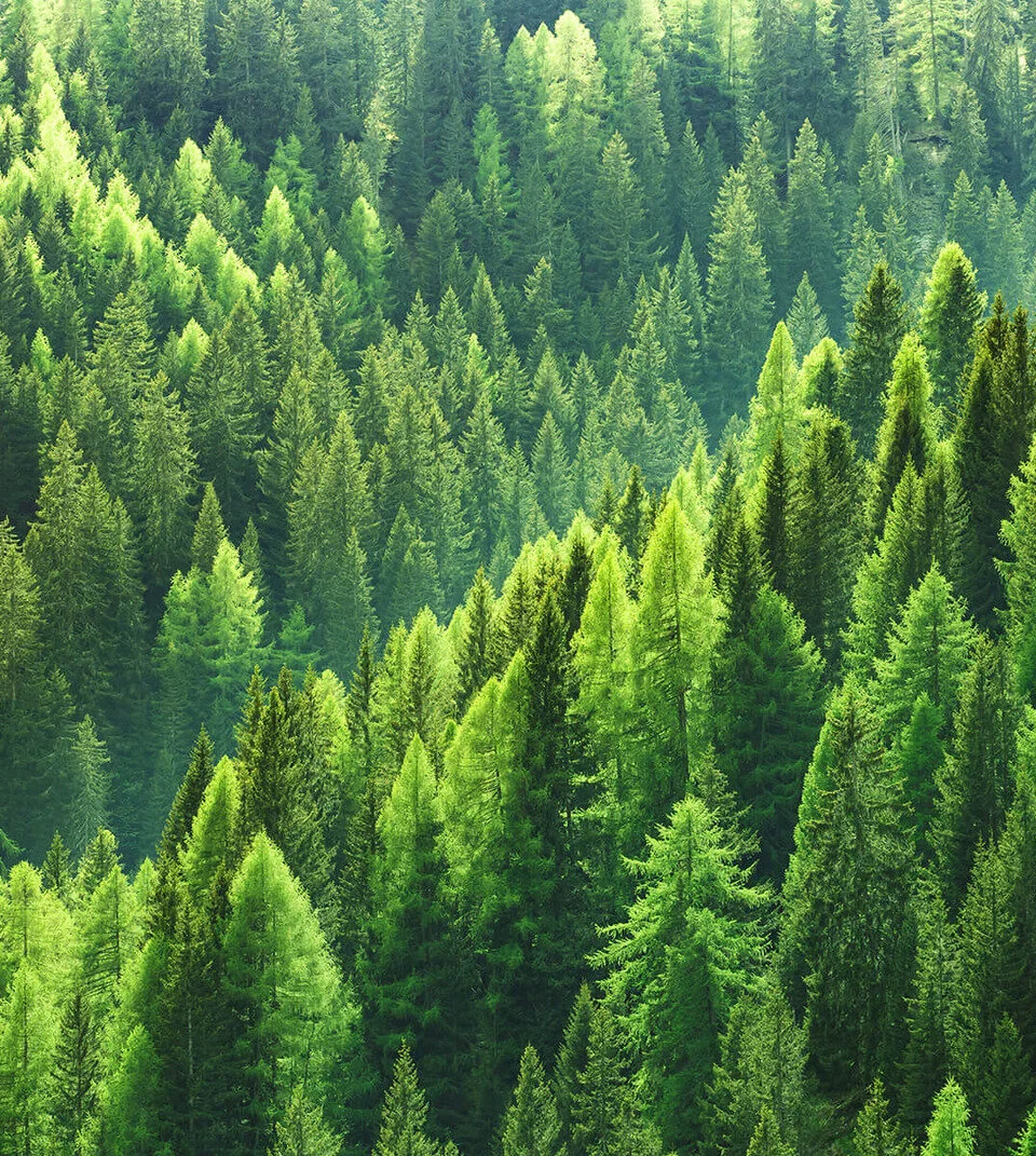 Forest 04.jpg