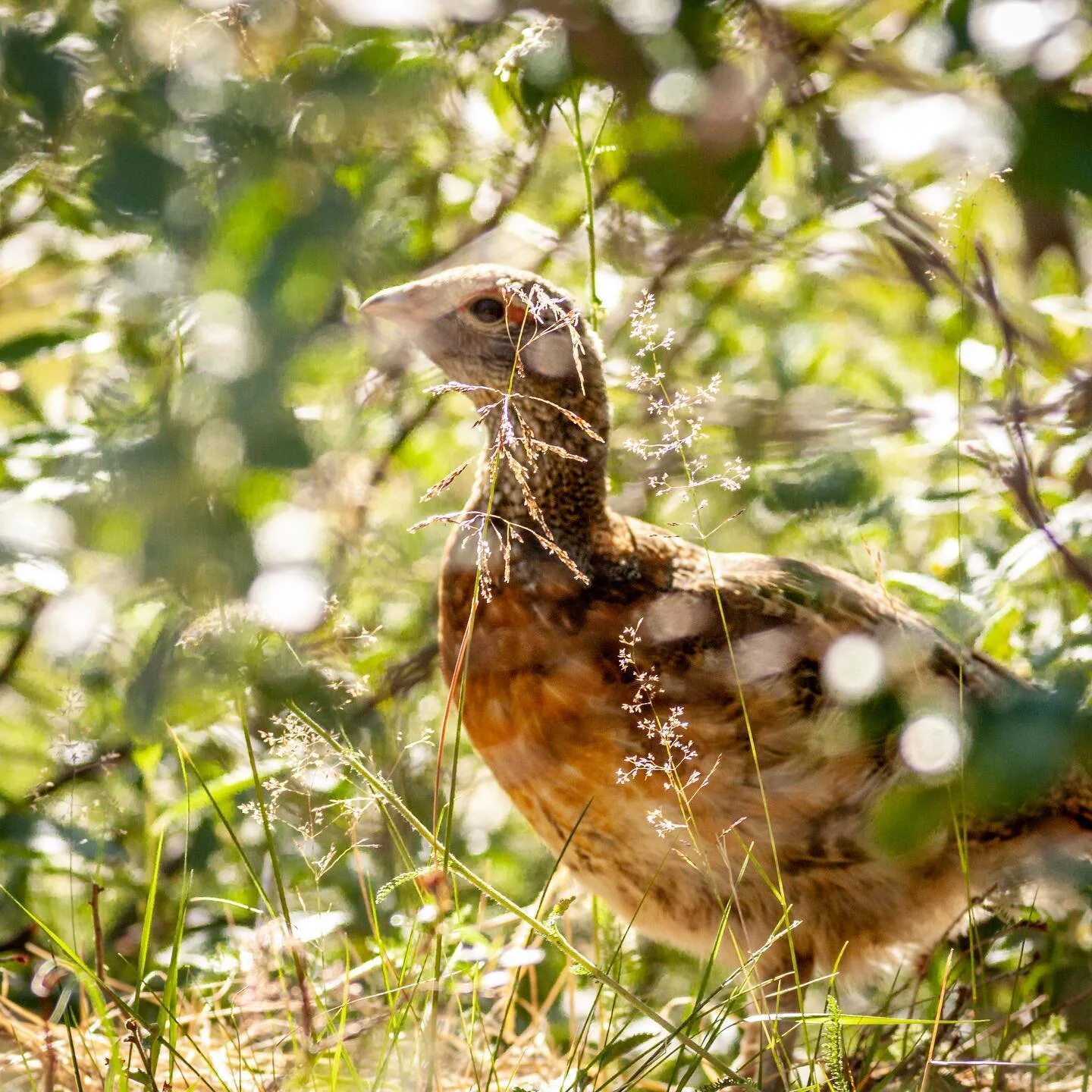Little chick hiding in the grass. #capercaillie #capercailliehunting #bird #naturephotography #summer #norway #norwegiannature