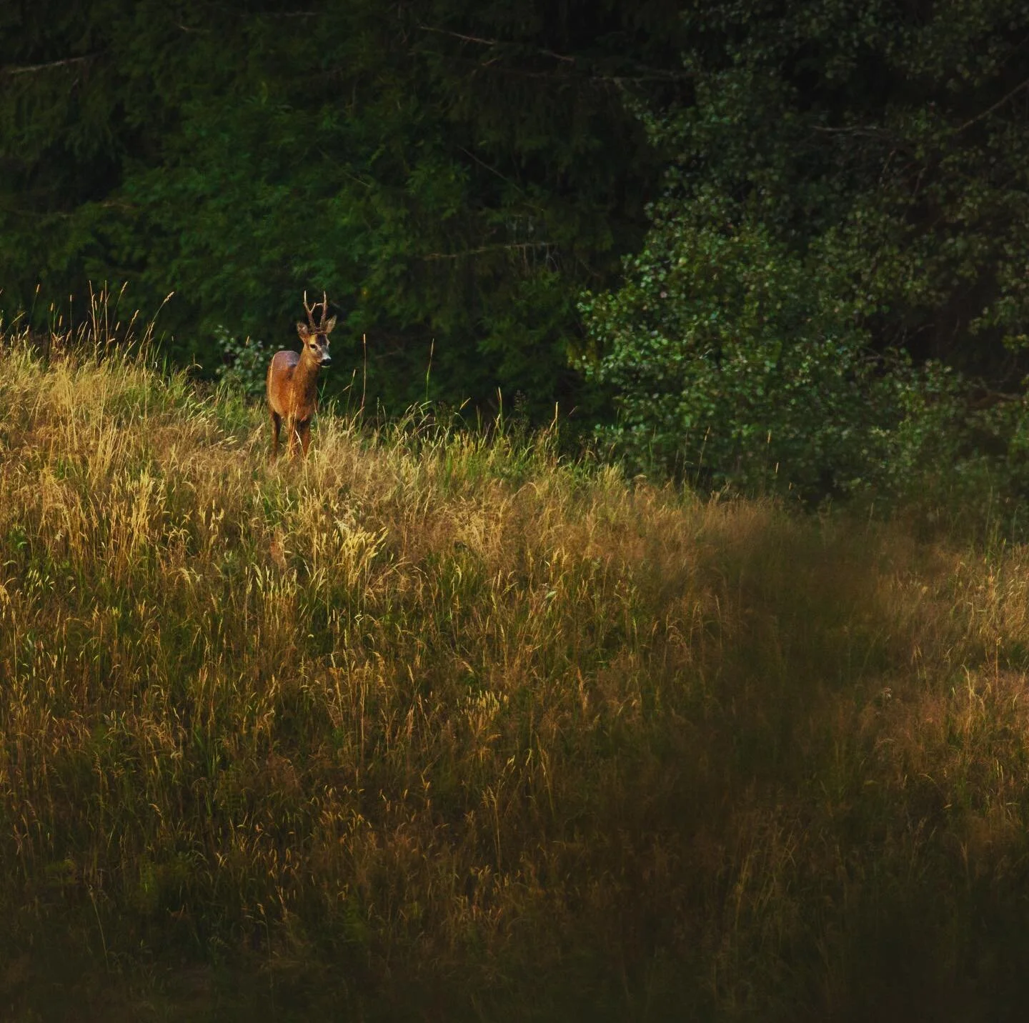Old photo from when i was out scouting roedeer with @vidar_nysaeter  #roedeer #hunting  #roedeerhunting #norway #norwegiannature