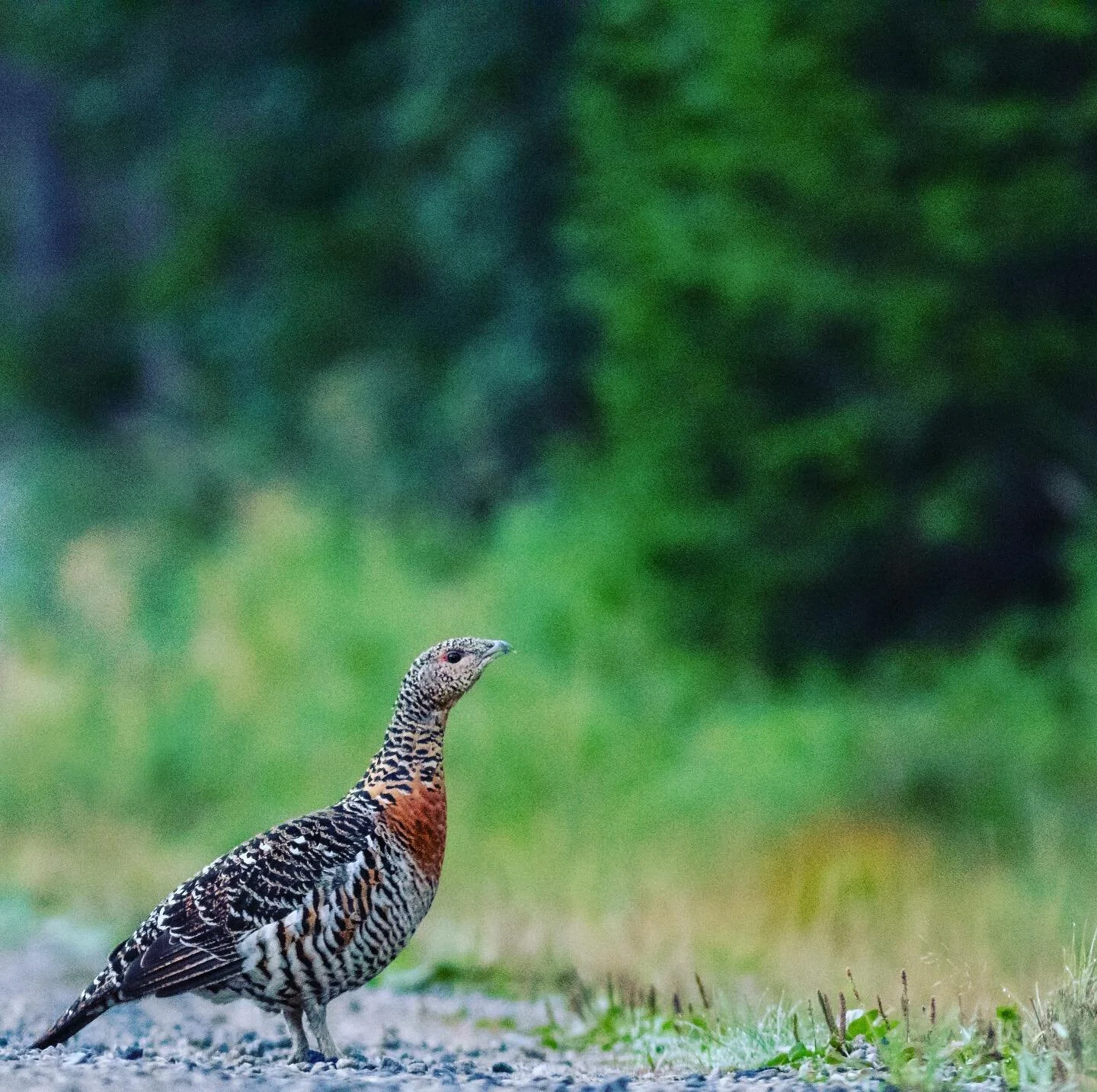 Still going through old Photos, found this old hen 😊 #capricali #hunting #birdhunting #norway #norwegiannature