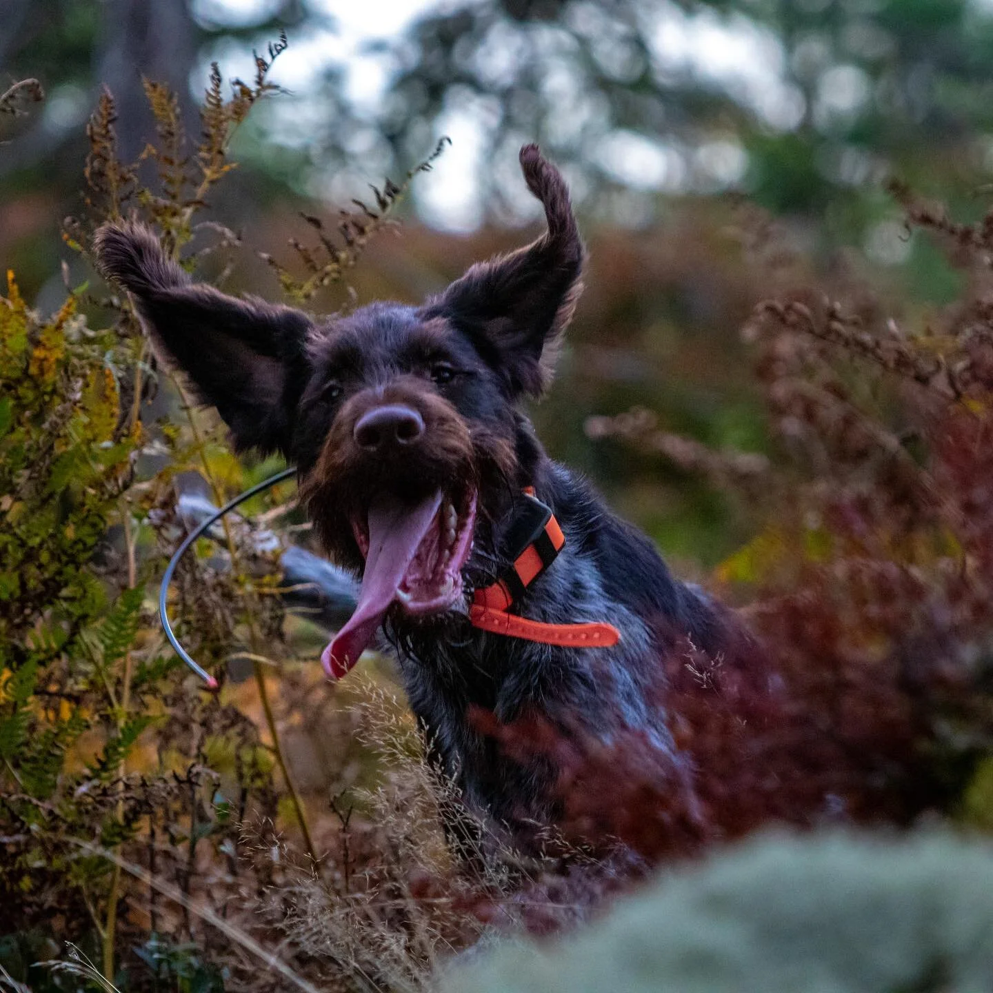 My goofy GWP.
#germanwirehairedpointer #strih&aring;retvorsteh #dog #dogsofinstagram #birddogoftheday #happy