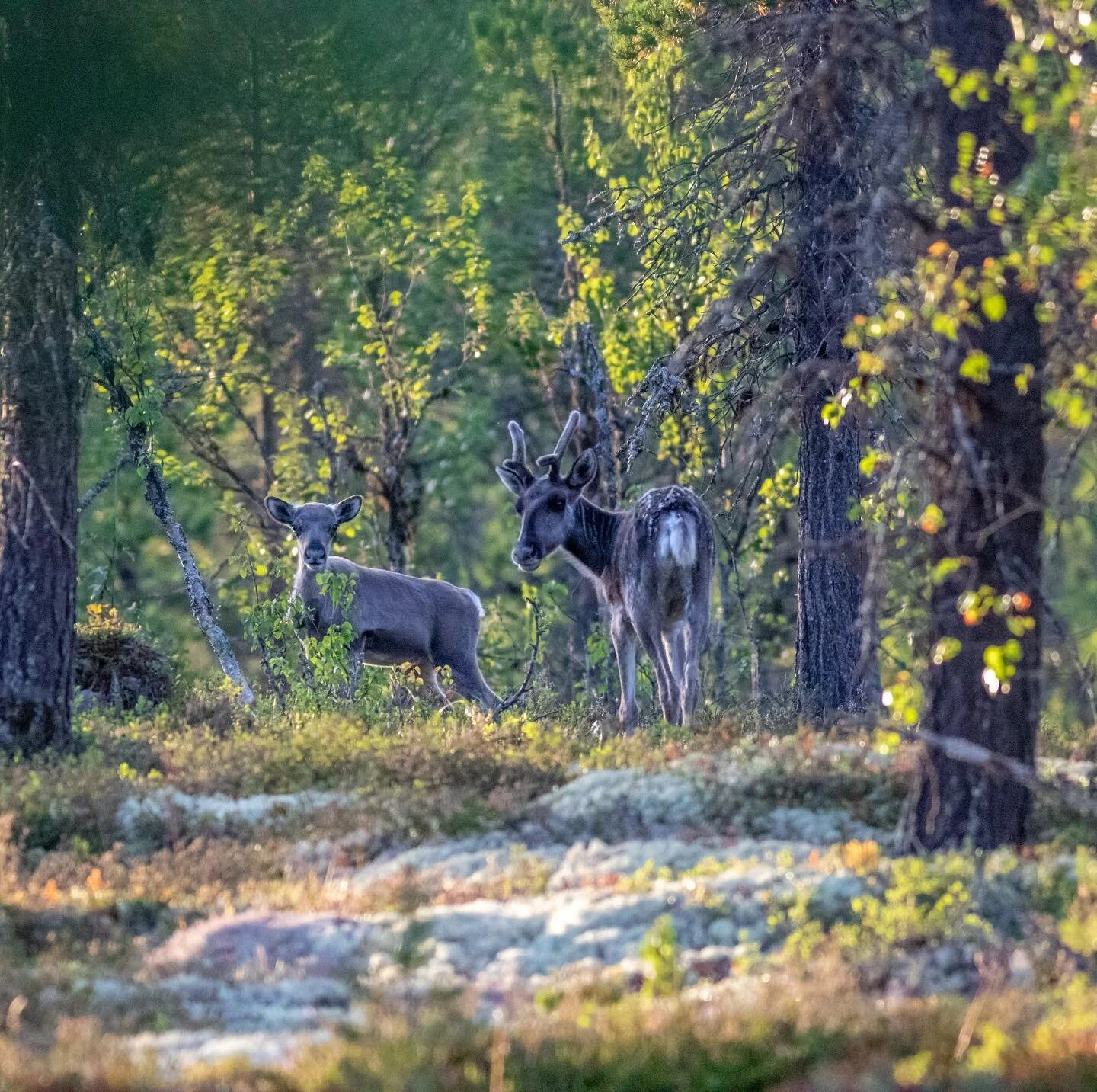 Going through and editing some old photos, this one is from summer 2018!  #raindeer #wildlife #norway #koppang #summer