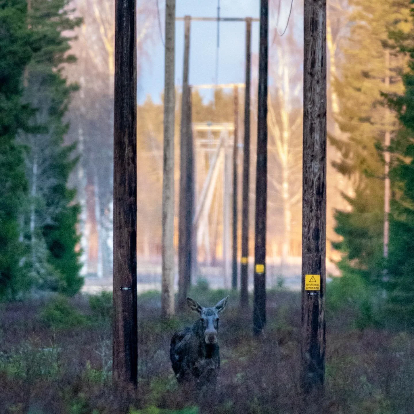 Urban moose #moose #elg #elgjakt #naturephotography #nature #norge #norgeibilder #skog #elvia #lines #ledelinjer