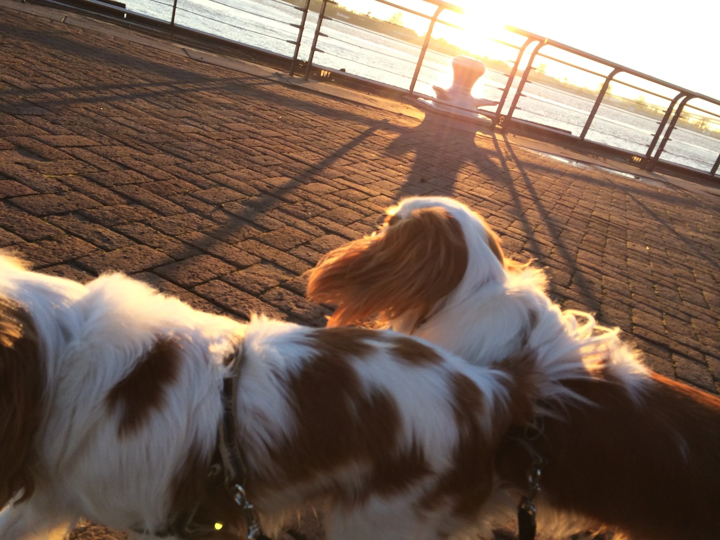 Those two pups were the bestest of the best.  All the love.