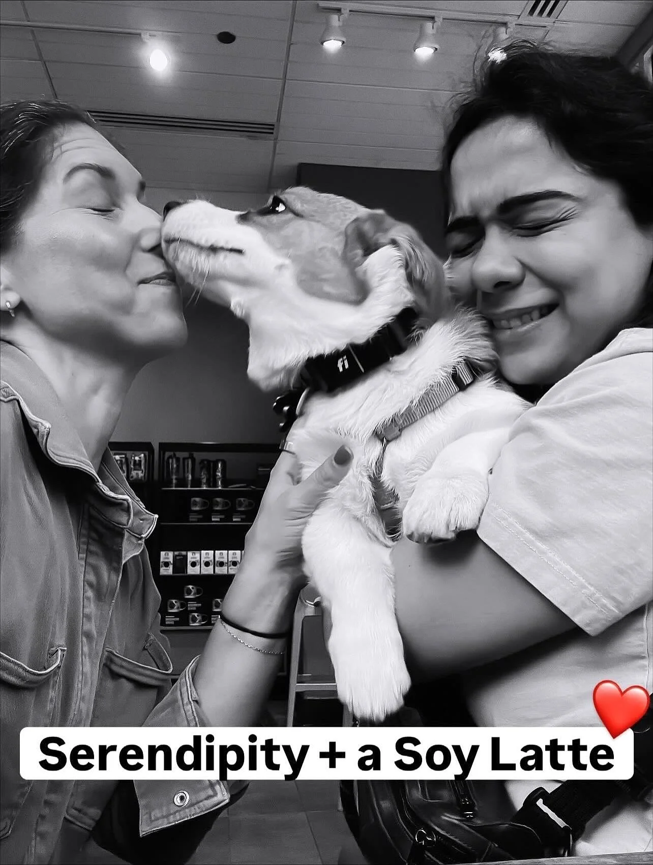 Yesterday I stopped to pet a pup(obvi), ended up meeting a new friend who knows a mutual friend and is even thinking about trying out @studiothree!

TOTAL Serendipity.✨

Here&rsquo;s where the soy latter comes in&hellip;

I&rsquo;d placed my order&he