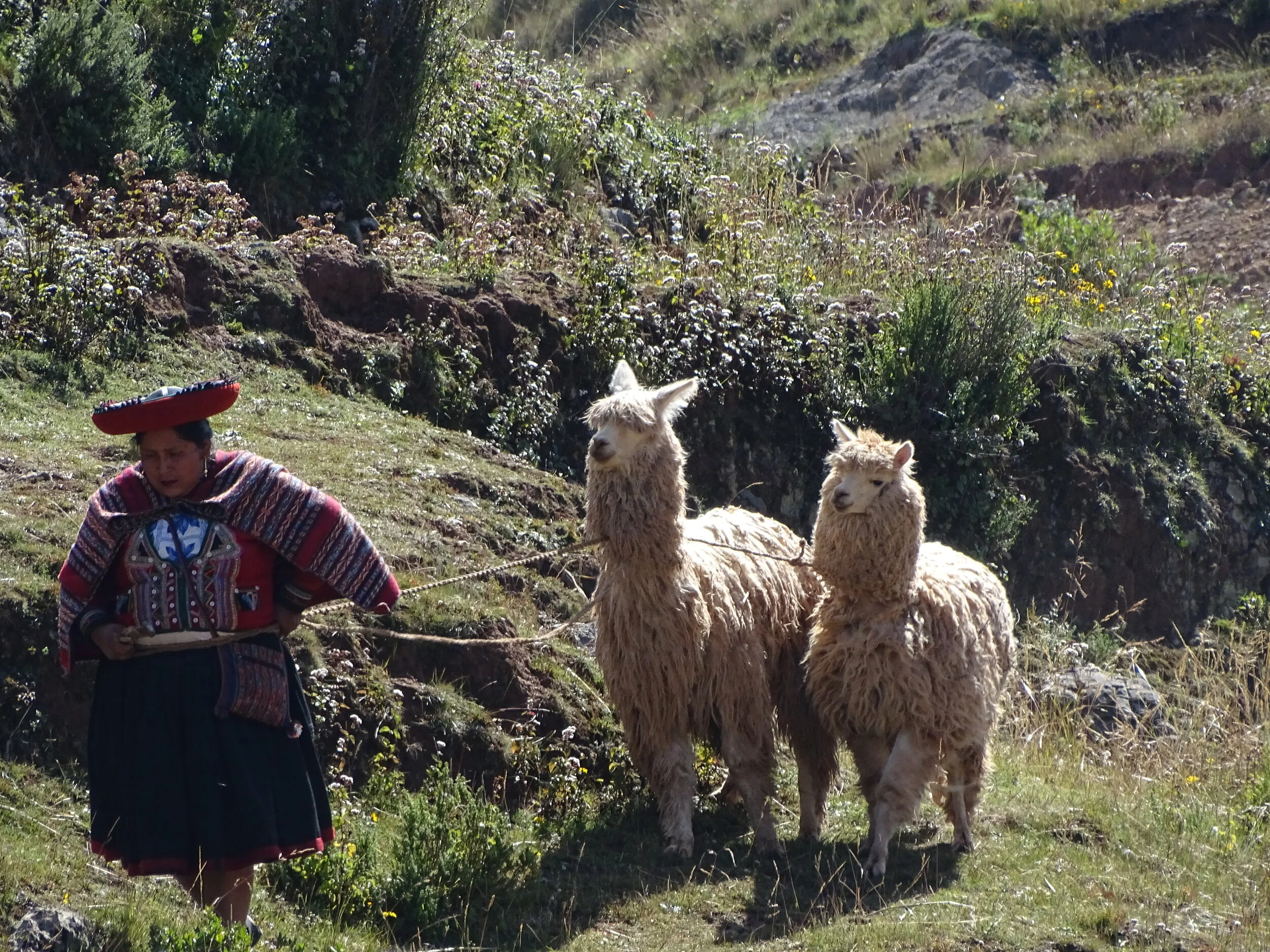 peru woman and llamas.JPG