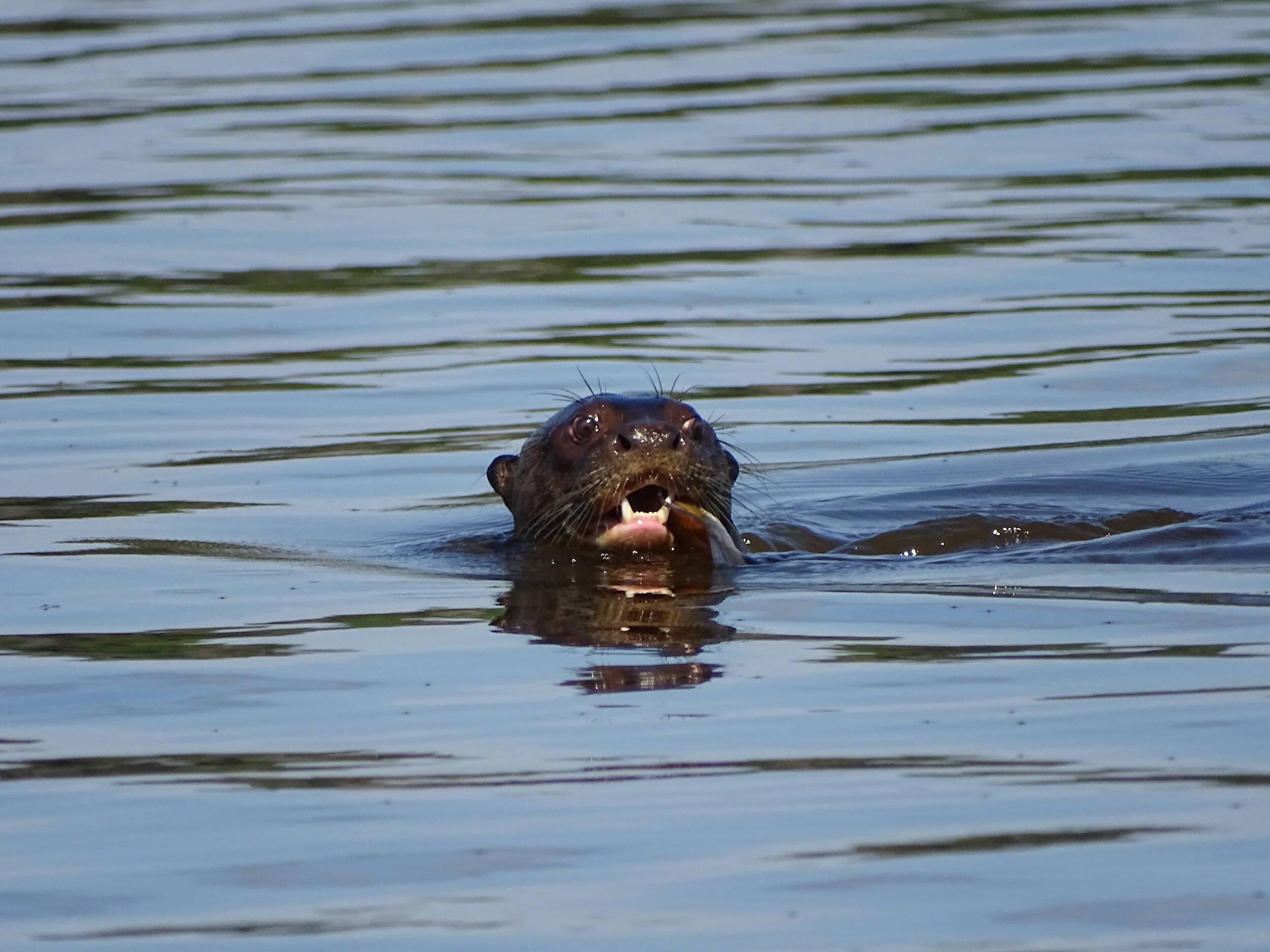 peru otter.JPG