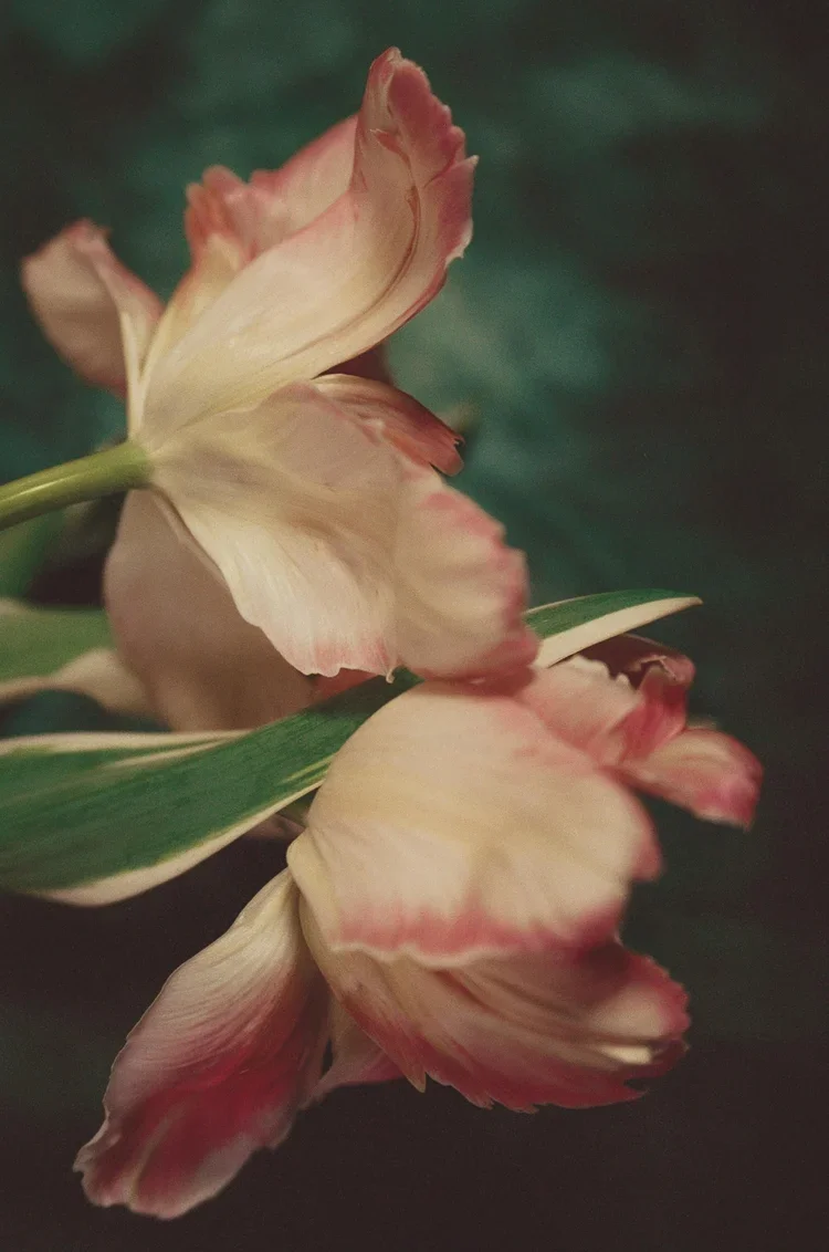 Houseofaquila_ameliapemberton_6.webp