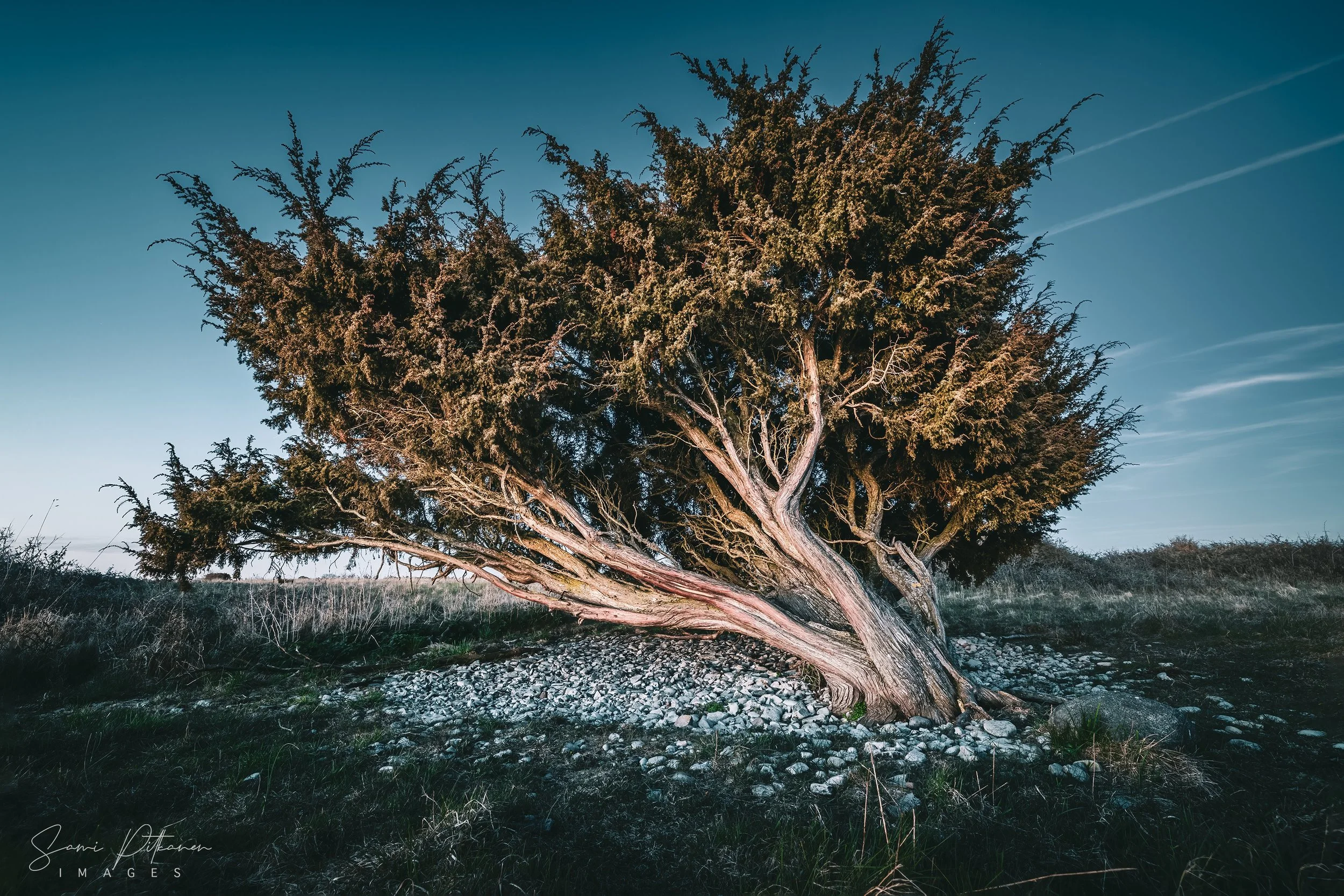 4L5A9314-2026-04-30-gotland-kataja-HDR-vedos-samipitkanenimages-tag.jpg