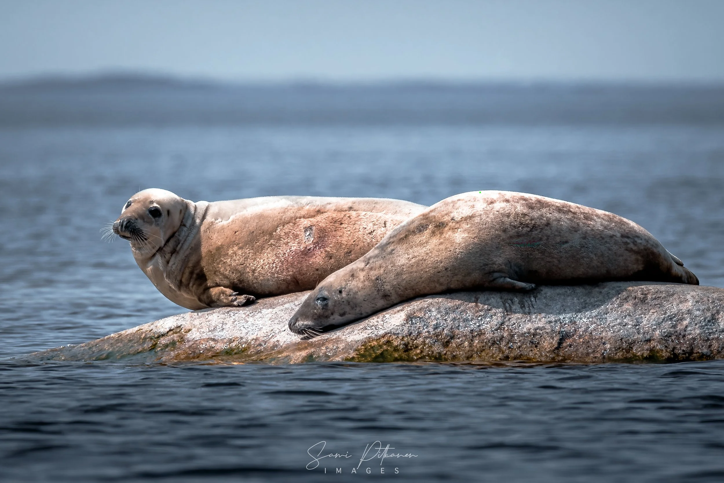 4L5A9715-2026-05-16-hylkeet-samipitkanenimages-tag.jpg