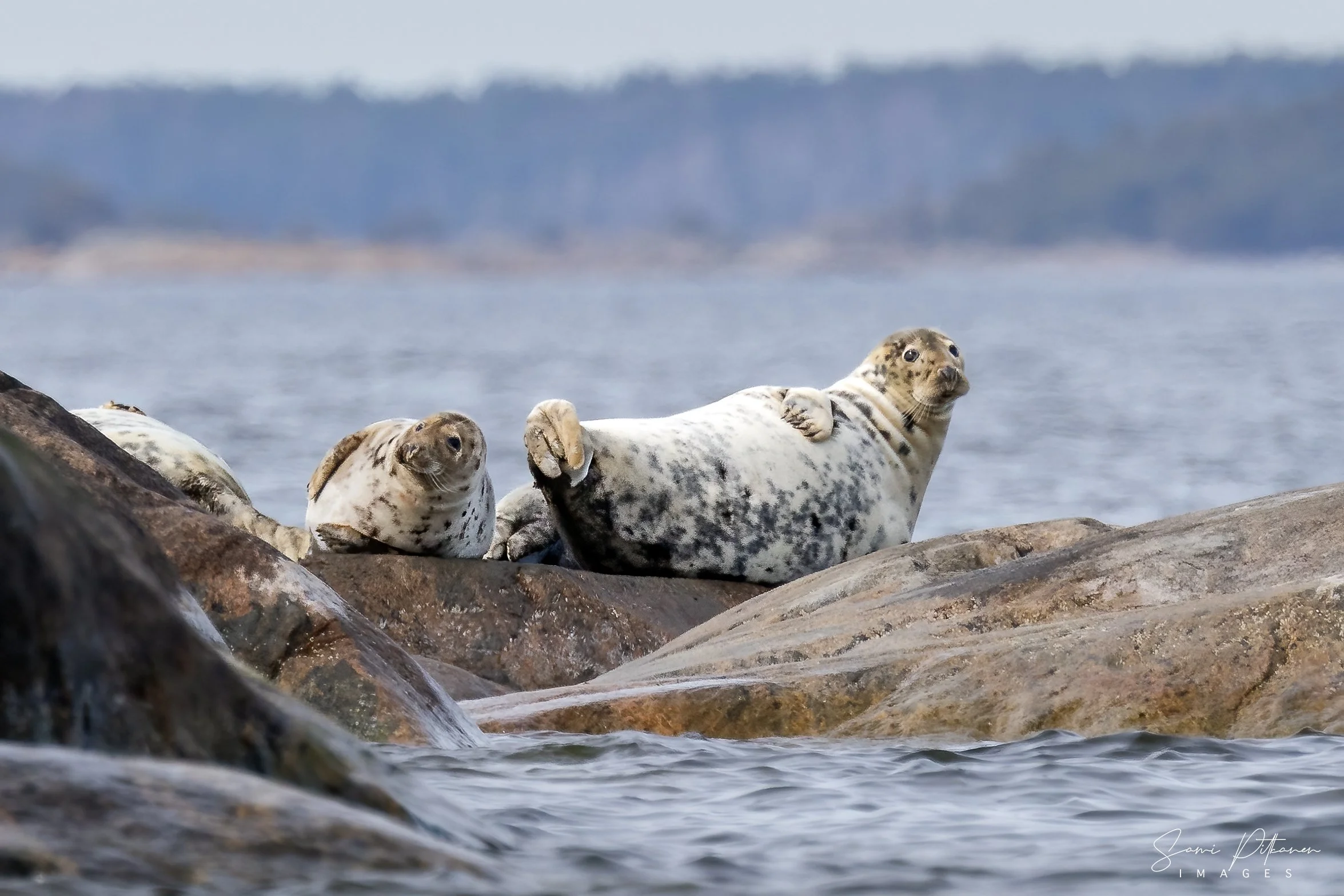 4L5A8581-2026-04-18-hylkeet-rysshamn-samipitkanenimages-tag.jpg