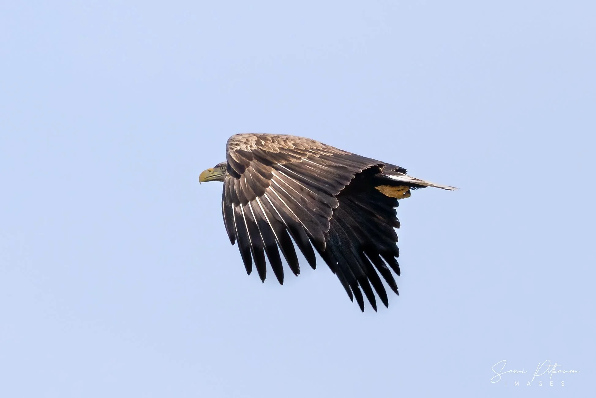 4L5A8373-2026-04-18-merikotka-korpo-samipitkanenimages-tag.jpg