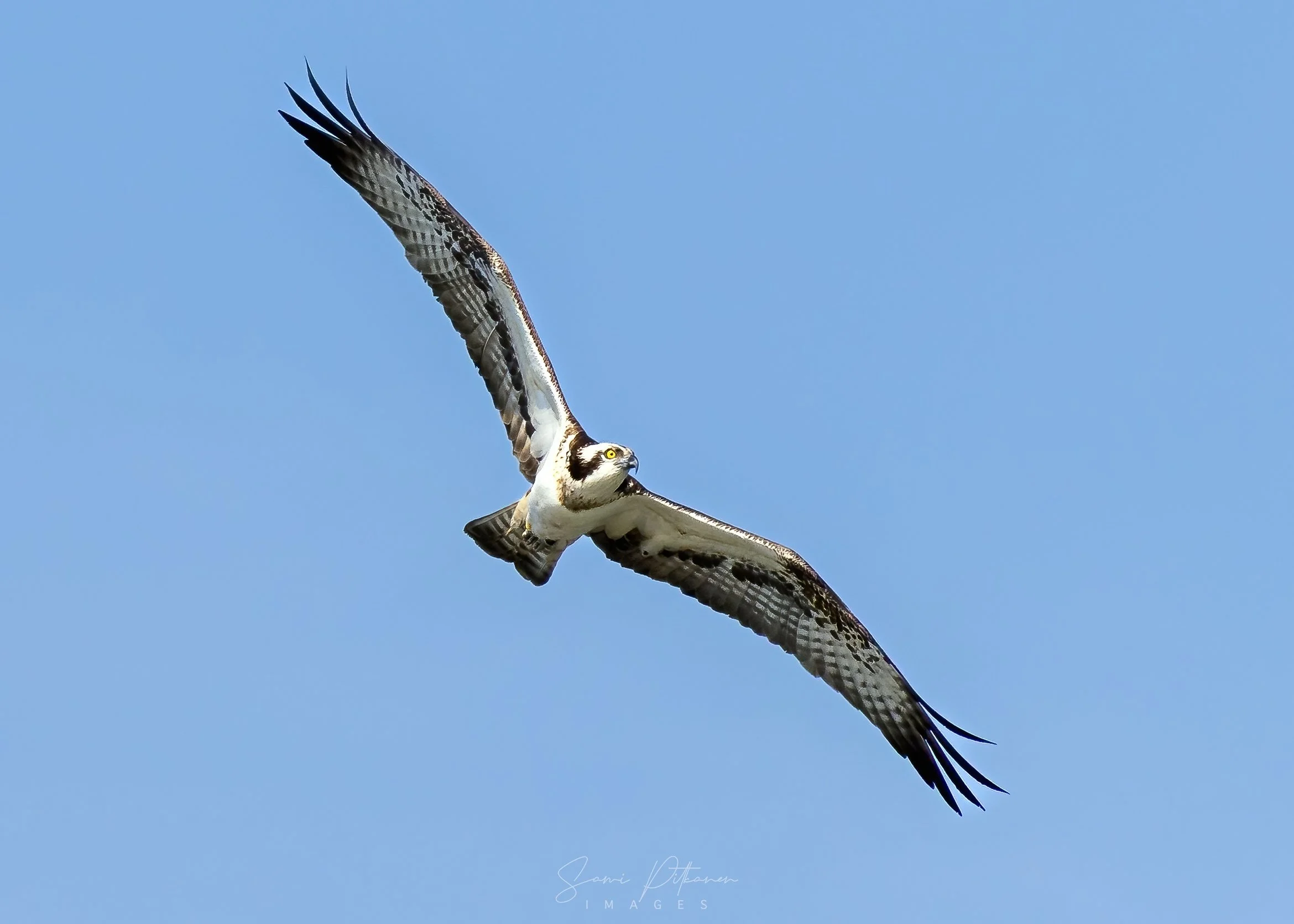 4L5A8259-2026-04-17-sääksi-vattkast-samipitkanenimages-tag.jpg
