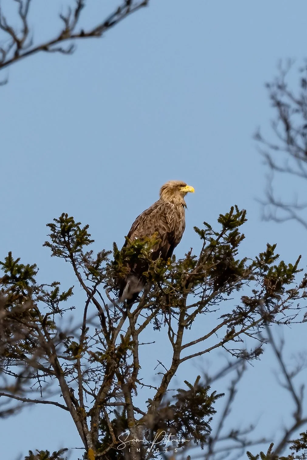 4L5A8386-2026-04-18-merikotka-lill-gyltö-samipitkanenimages-tag.jpg