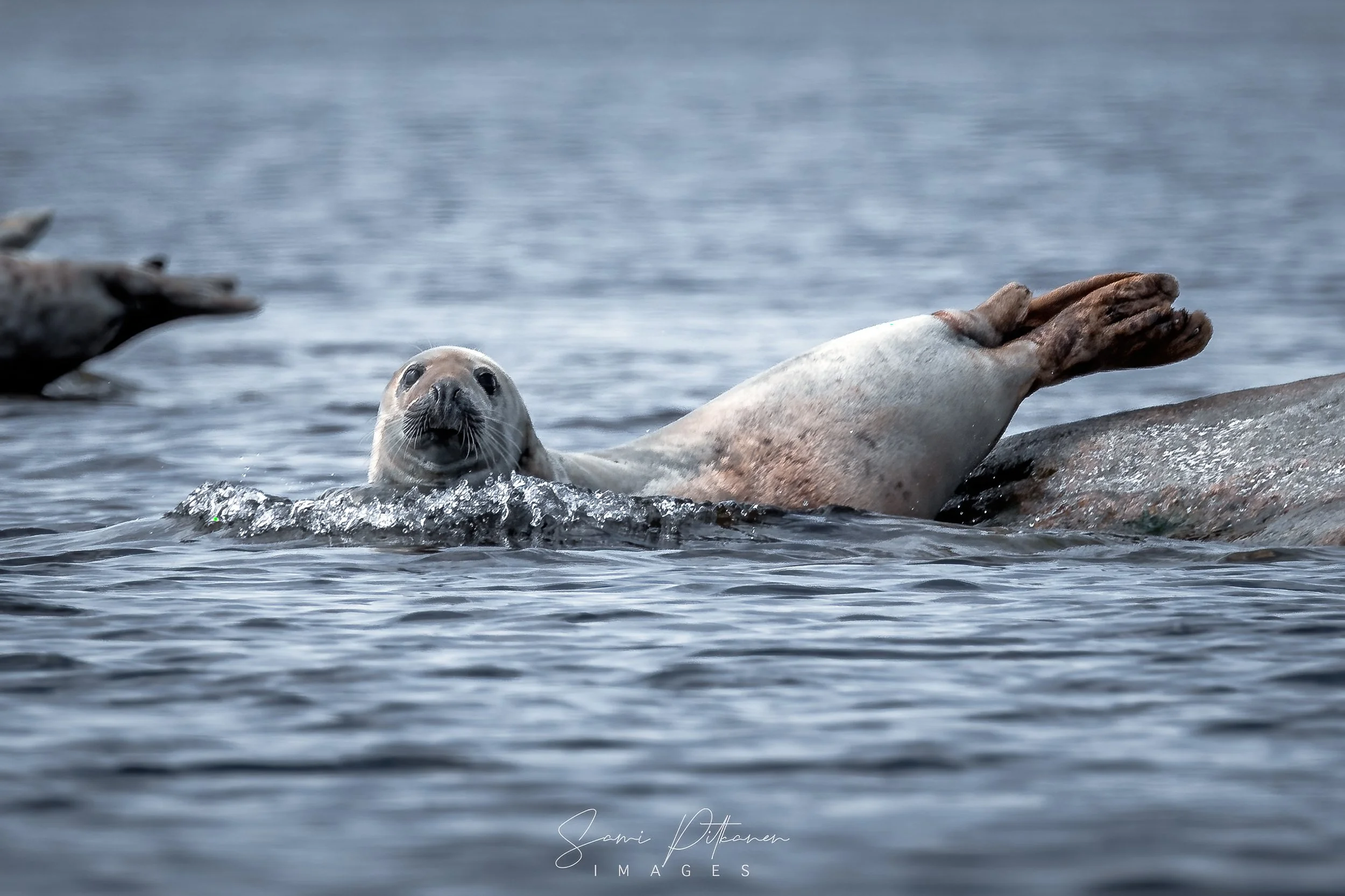 4L5A9745-2026-05-16-hylkeet-rysshamn-samipitkanenimages-tag.jpg