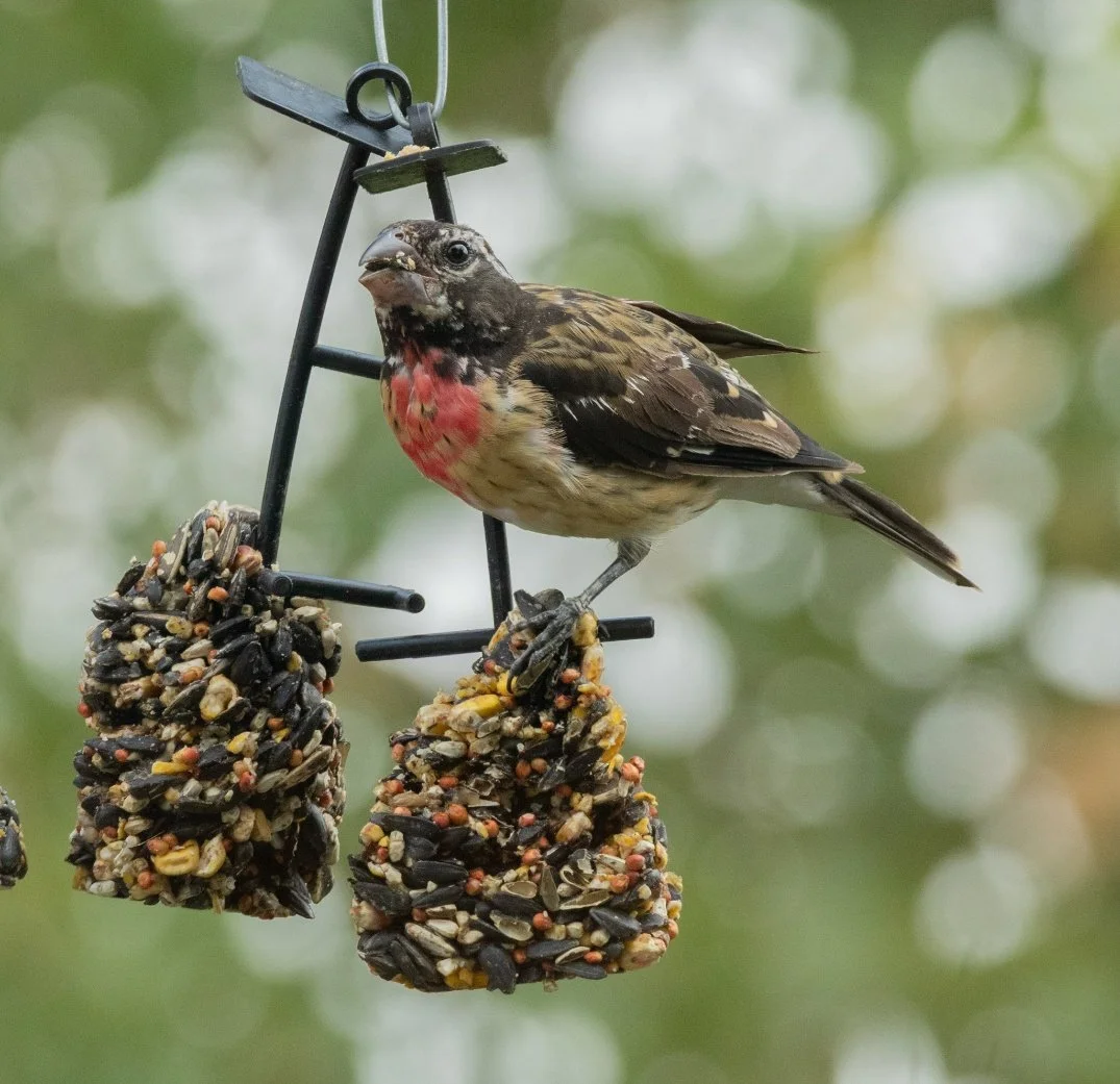 September Nature Almanac: Songbirds of Eastern Deciduous Forests Finding New Nesting Sites in Boulder County