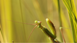  Praying mantis. Photo by Anyll Markevich, 16. “I love macro photography because it shows things that we usually don’t see, even if they’re all around us. This praying mantis is no exception. Her oversized green eyes staring straight at the lens have