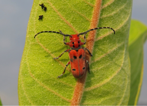  Red milkweed beetle. Photo by Owen Robertson, 13. “I really like this photo because of the vibrancy of the red beetle (the red color warns predators that the beetle is full of milkweed toxins and not edible), and the detailed patterning on the anten