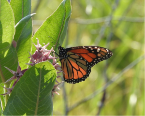  Monarch on milkweed. Photo by Eva Getman, 14. “By the time I was in third grade, I knew what monarchs were: fantastic orange and black butterflies that made impossible migrational journeys! They also were not any of the orange butterflies I was seei