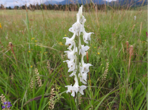  Prairie larkspur. Photo by Eva Getman, 14. “My Mom, Dad, and I went in search of an unusual white larkspur, a flower we had never seen before. There were a few specimens, but this spike particularly caught my eye. It stood alone, rising above the ot