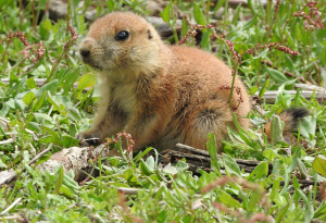 Black-tailed prairie dog pup. Eva Getman, 14. “I have always loved prairie dogs, and the babies are adorable as they explore, wrestle with each other, and, occasionally come up to the adults and touch noses. This little one was kind enough to sit st