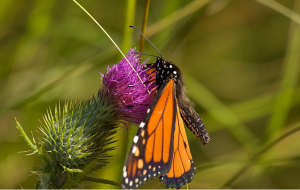  Recently-emerged monarch butterfly. Anyll Markevich, 16. “I love using photography to share the hidden beauty of nature, to show what is not always seen. Beauty can inspire people to care for, respect, and protect nature.” 