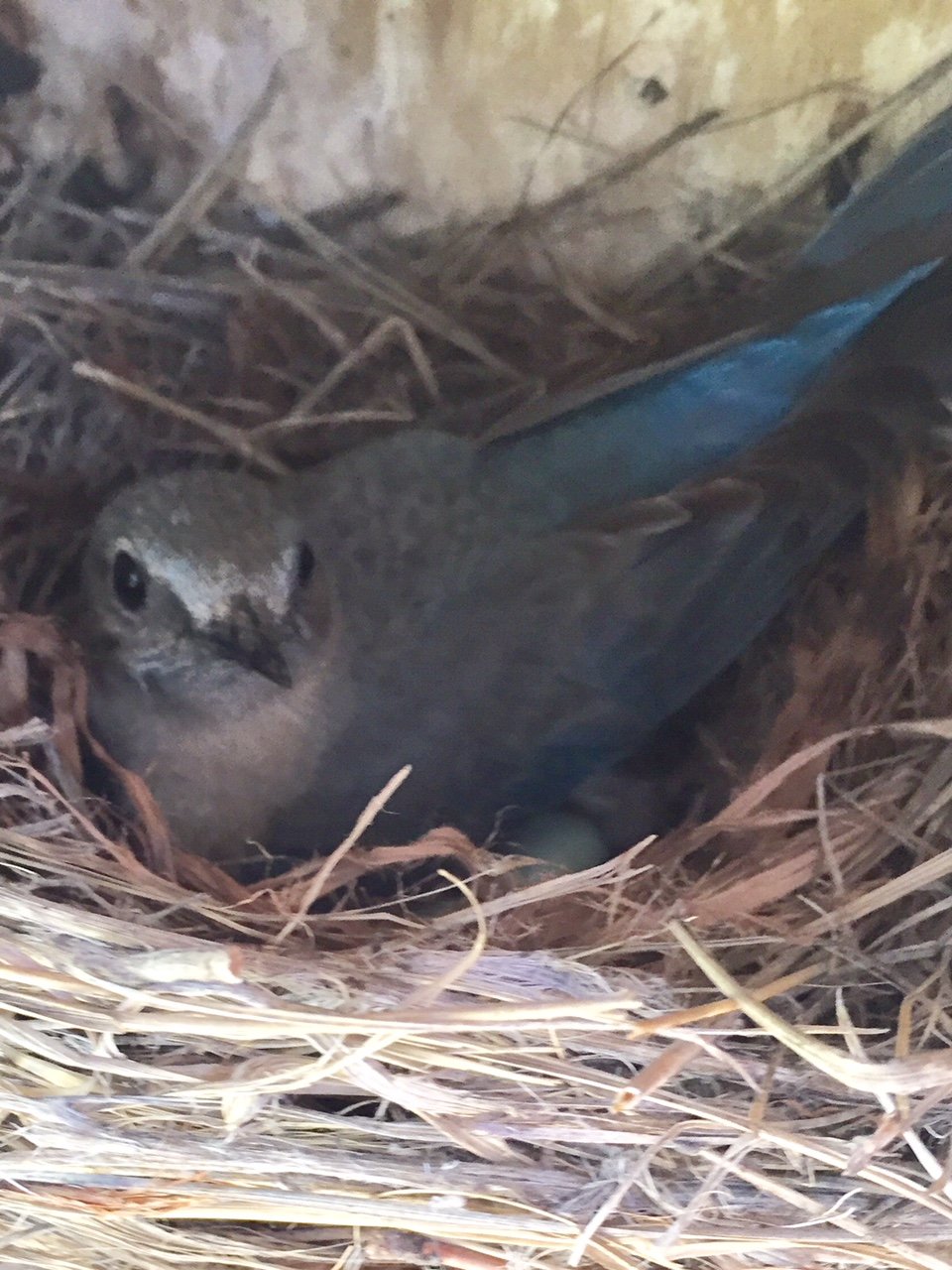  Female Mountain Bluebird incubating in nest box. Photo by Bob Parker. 