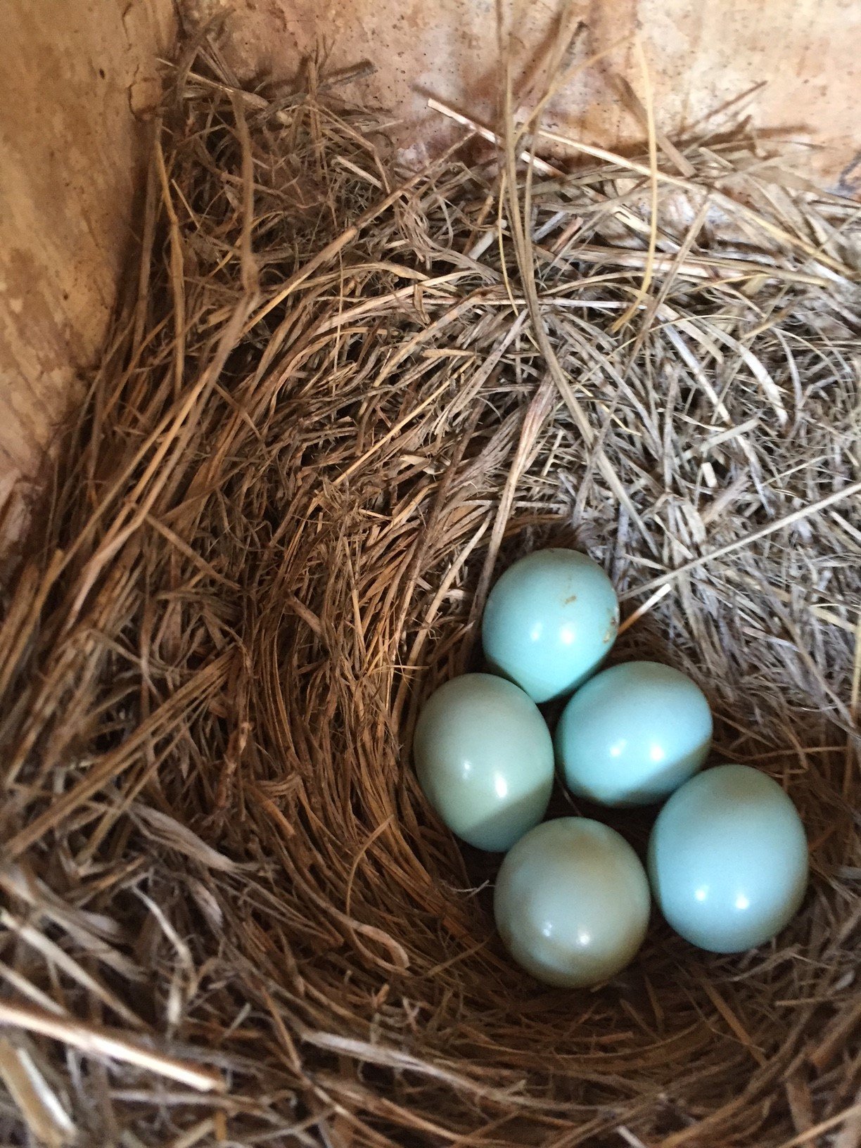  Bluebird eggs in nest box.  Photo by Bob Parker. 
