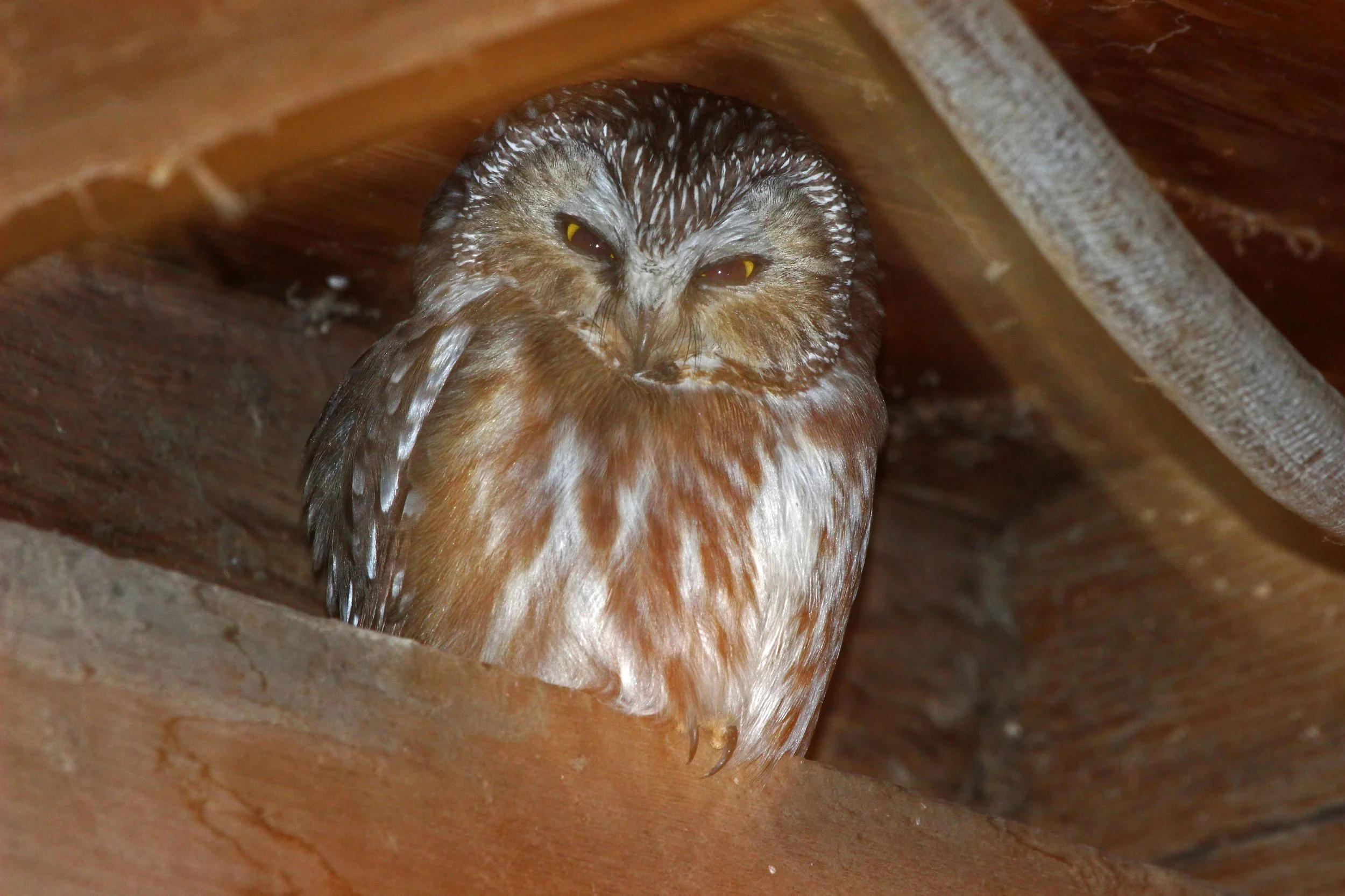 March Nature Almanac: Early-Appearing Saw-whet Owls Face Deep-Freeze and Feral Cats