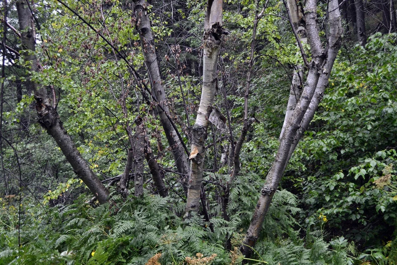 Destination: Ice Age