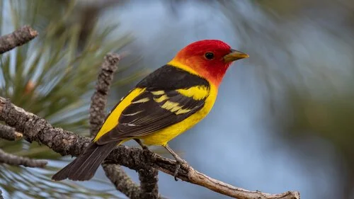 Jungle Birds/Snow Birds - Trip 2