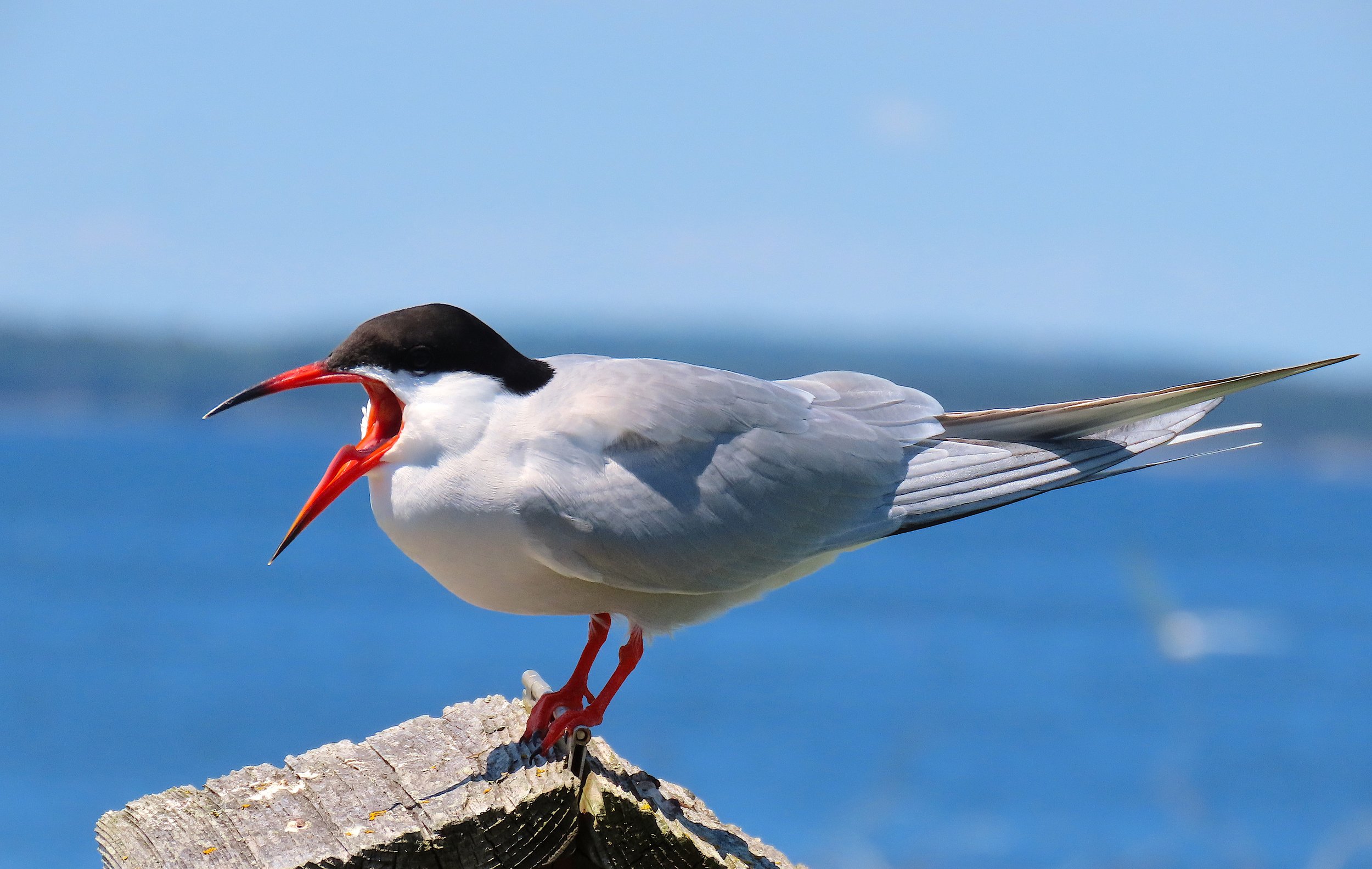 Common Tern by Hannah Floyd.jpg
