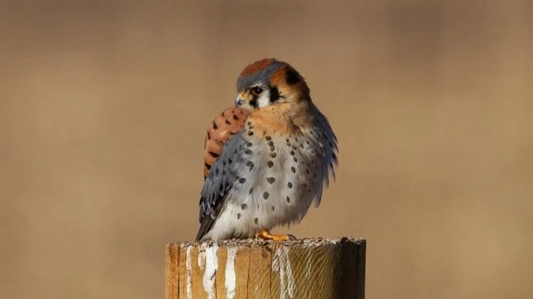 Bird Watching and Bird Appreciation for Families, Kids and Youth