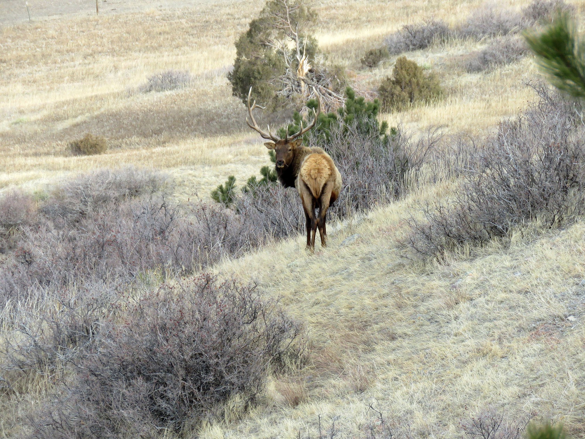 Elk Leroy Doudy IMG_0634.jpg
