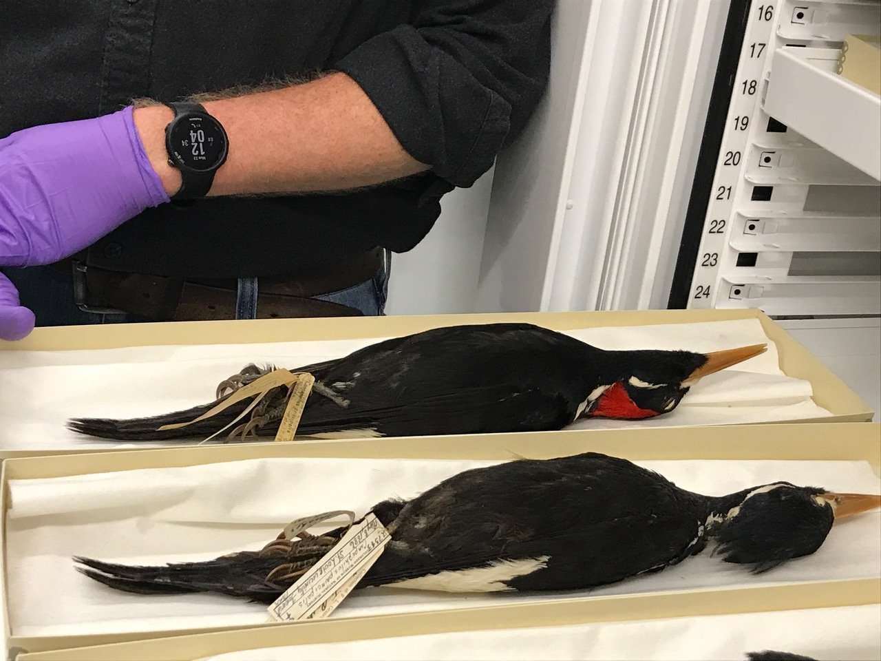  Ivory-billed woodpecker specimens. Photo by Carron Meaney.  