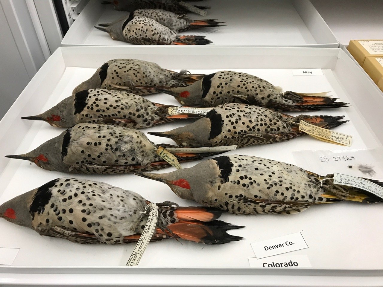  A tray of Northern Flickers showing hybridization between red-shafted (western) and yellow-shafted (eastern) varieties. Photo by Carron Meaney.  