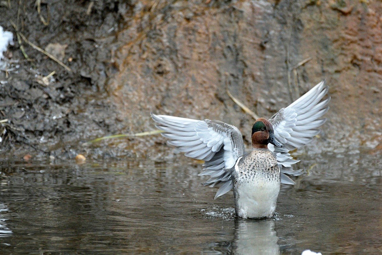  Green-wing Teal male. Photo by Mia Hock 