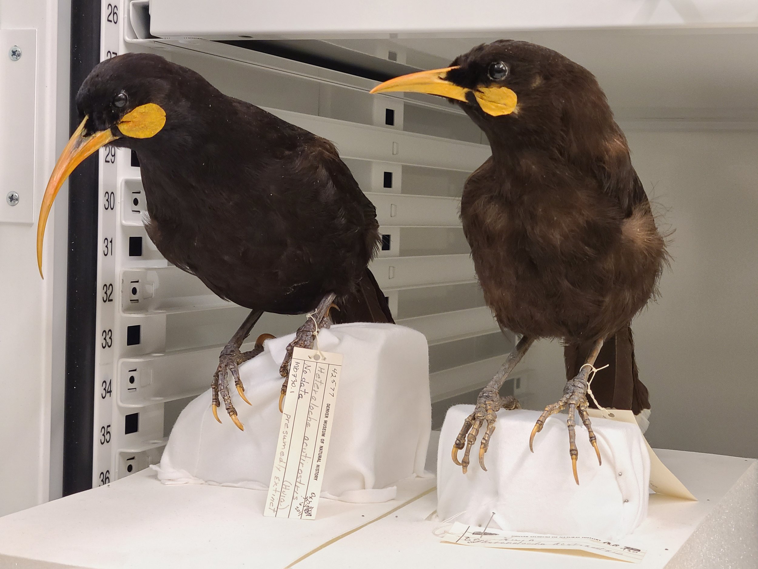  Extinct New Zealand Huia pair. The females had significantly longer and more curved bills than the males. Photo by Megan Jones Patterson.  