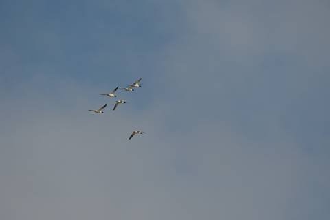  Common Mergansers flying away. Photo by Mia Hock. 