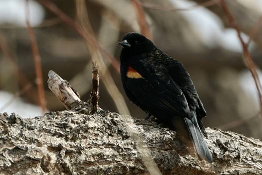  Red-winged Blackbird. Photo by Mia Hock 