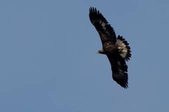  Soaring juvenile Golden Eagle. Photo by Mia Hock.  