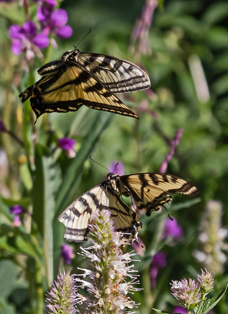  The native plants not only attracted hummingbirds but also tiger swallowtail butterflies.  