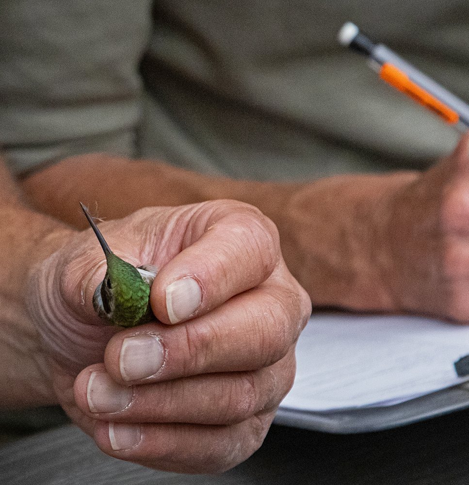  Step 3. Identify and record the species. This is a male Broad-tailed Hummingbird. Photo by Leslie Larson. 