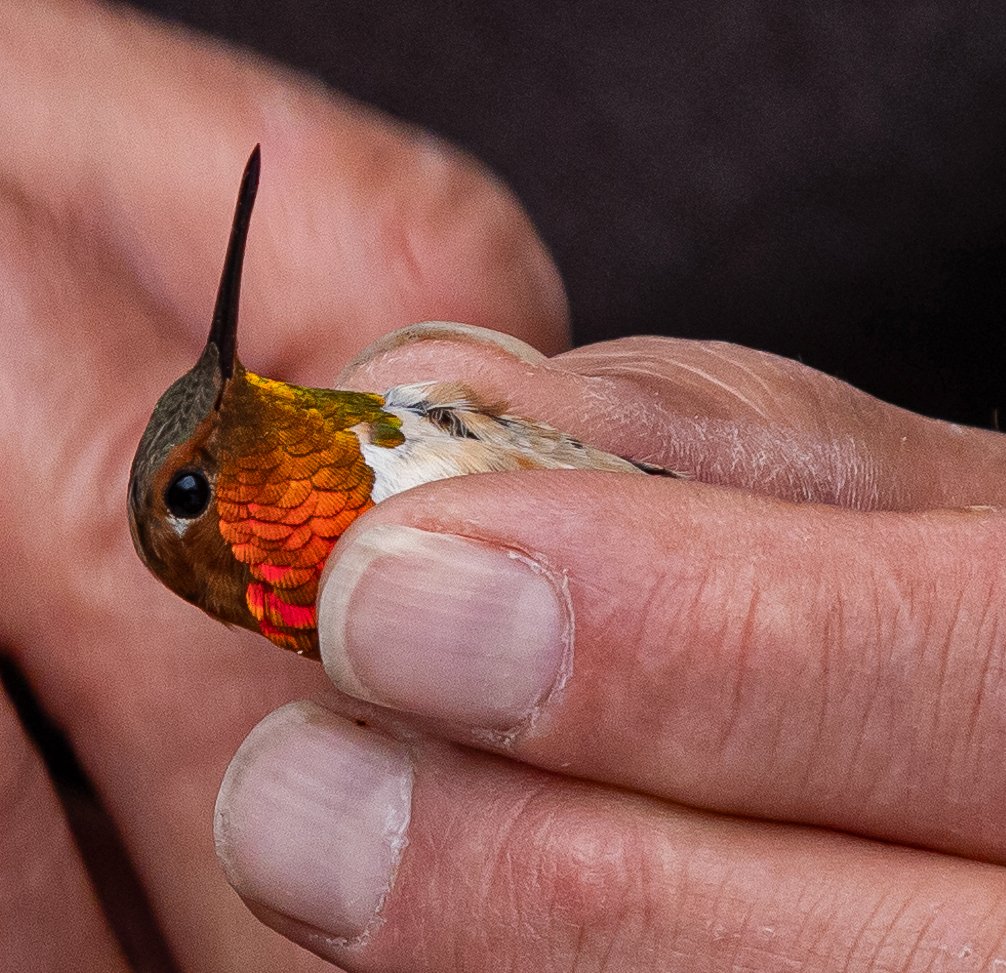  Male Rufous Hummingbird. Photo by Leslie Larson.  