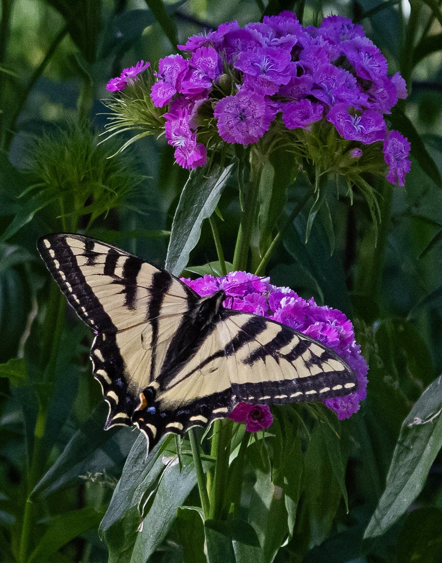 HummingbirdInterludes_TigerSwallowtail_LeslieLarson.jpg